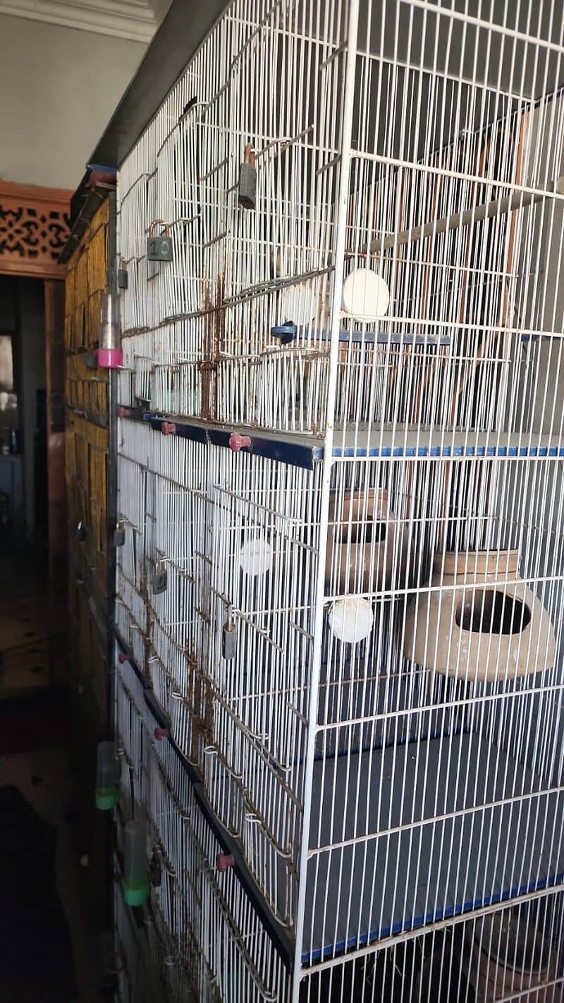 Chiks available 6
