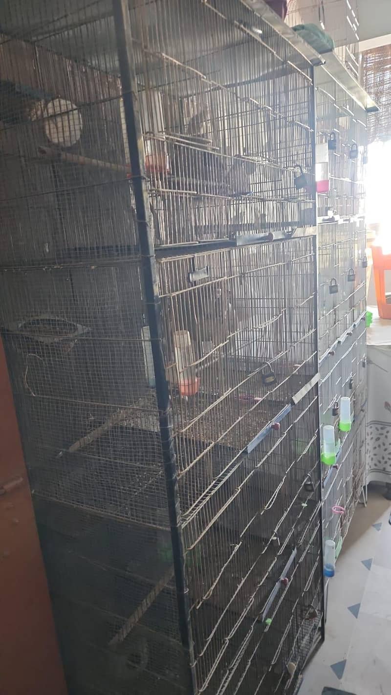 Chiks available 8