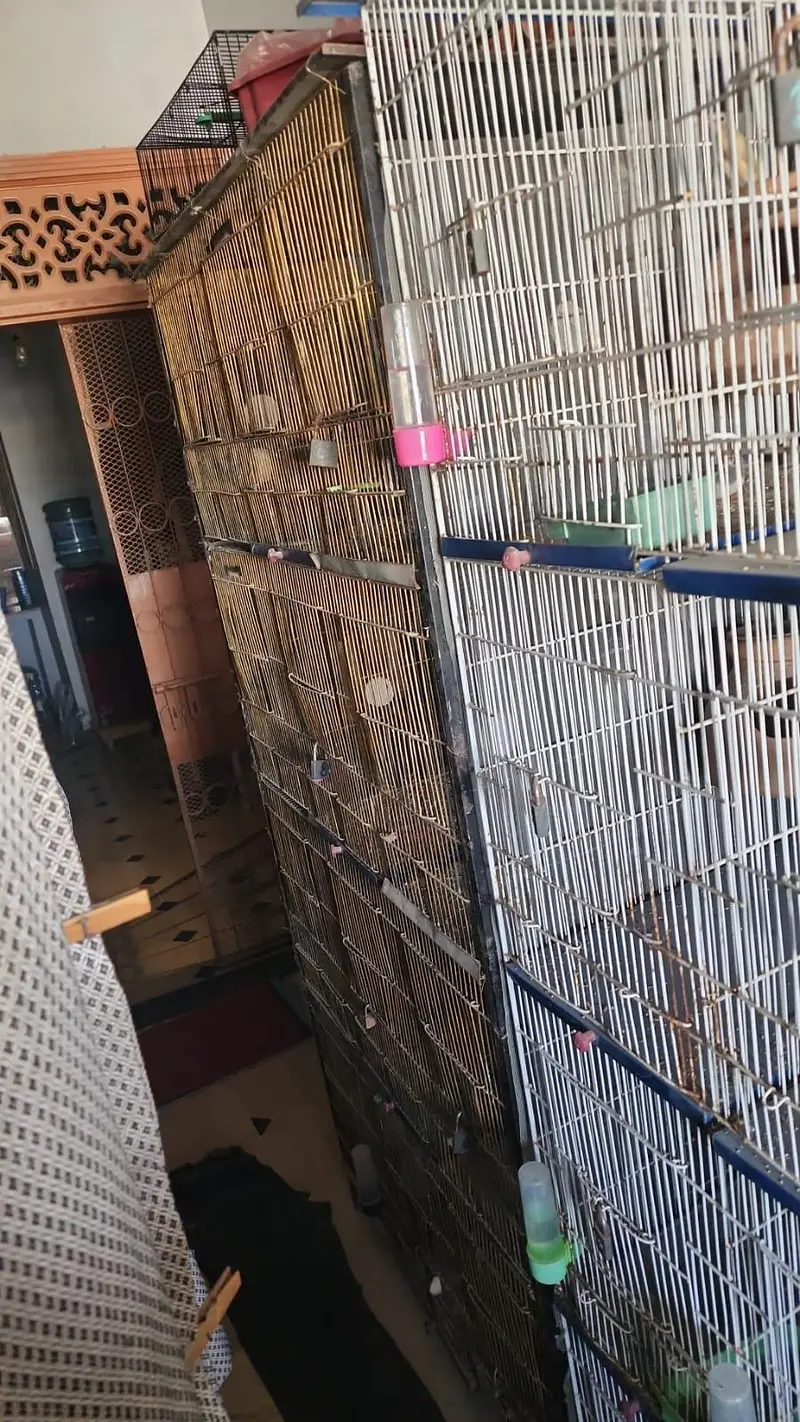 Chiks available — photo 10