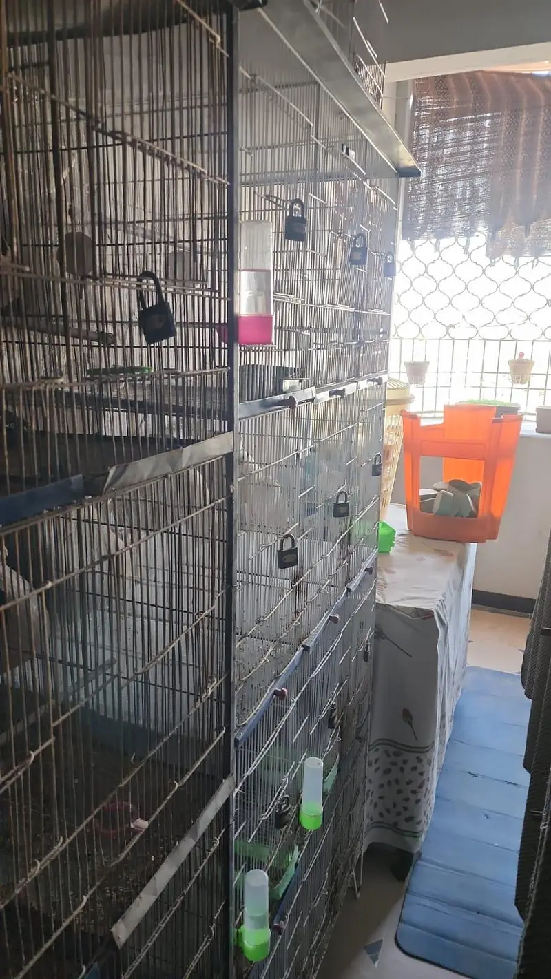 Chiks available — photo 11