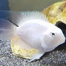 Chiks available 11