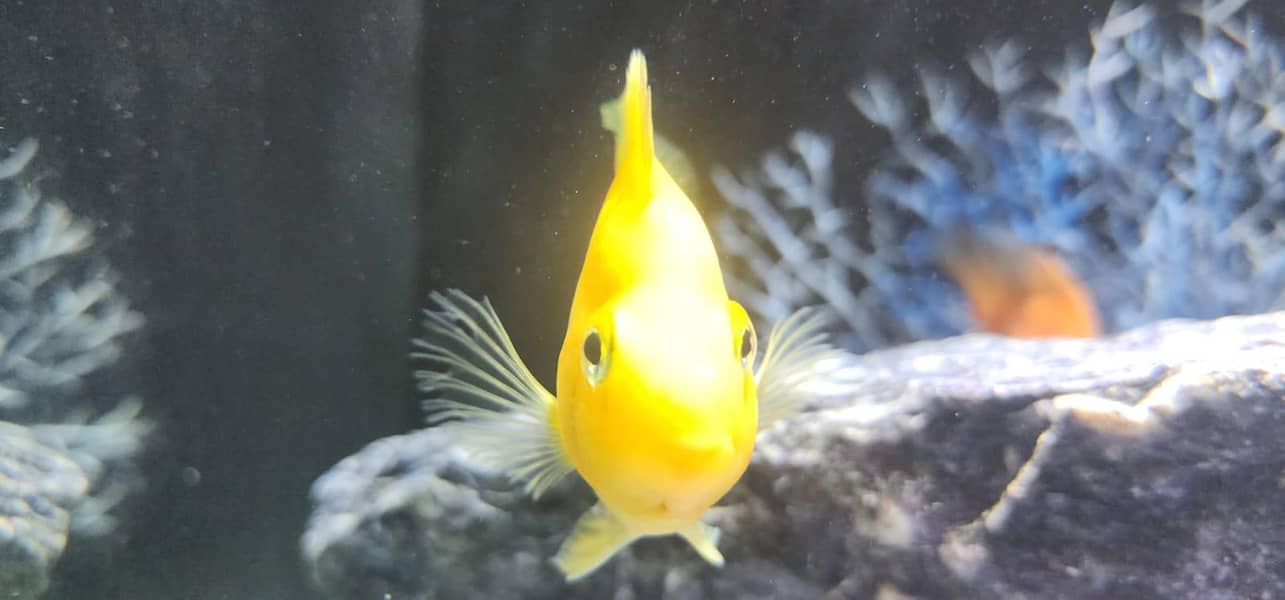 Chiks available 13