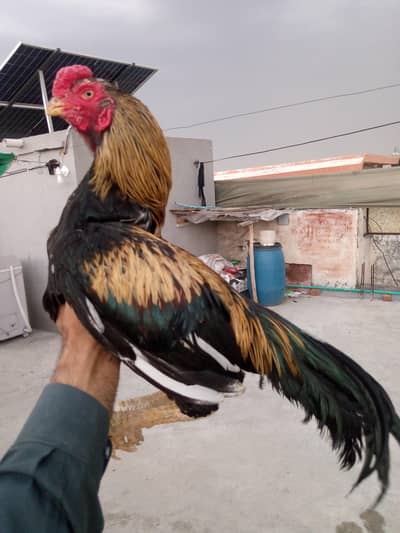 Heera lakha jawa murga for sale 03175088407