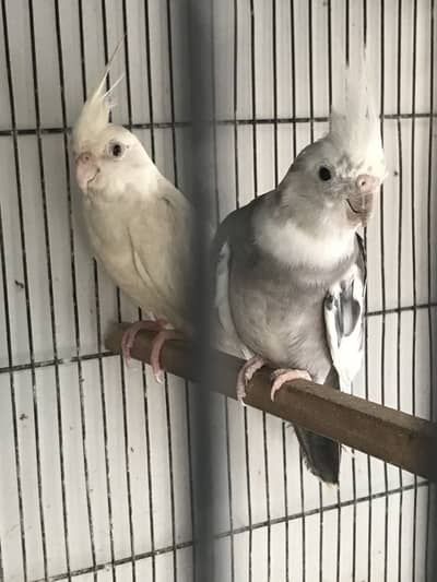 Ino cockatiel