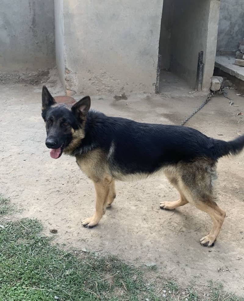 German Shepherd 0
