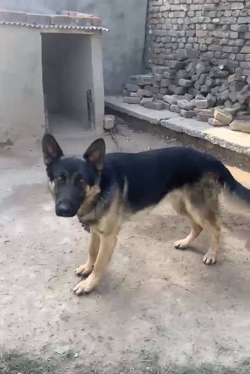 German Shepherd 1