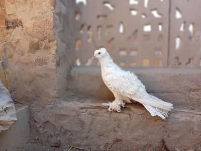 murga aseel. pakistane