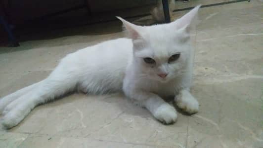 3 kittens 2 white one brown  for 1000