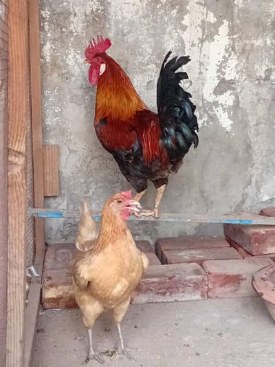 Golden Misri
