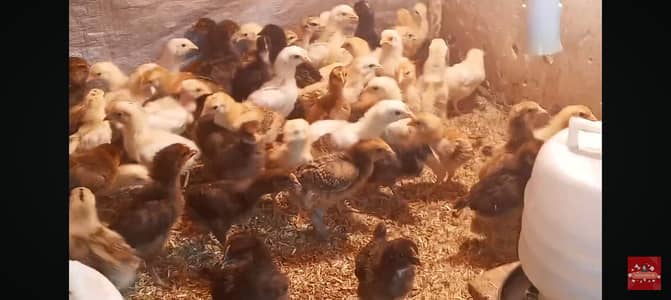 golden misri chicks