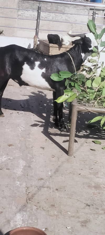 ghar ka paka Bakra donda  Bakra   meat weight 40kg