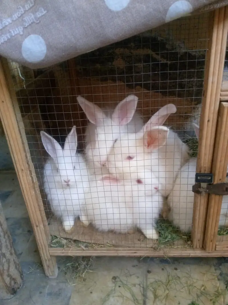 angora rabbits red eyes furry female