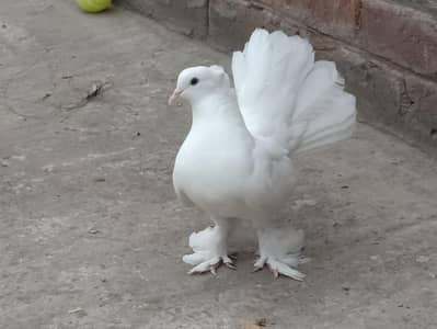 BREEDER PAIR WHATTSAPP 03006025920