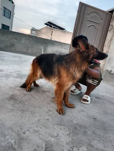 German shepherd dog |german shepherd female |Pink Pedigree gsd