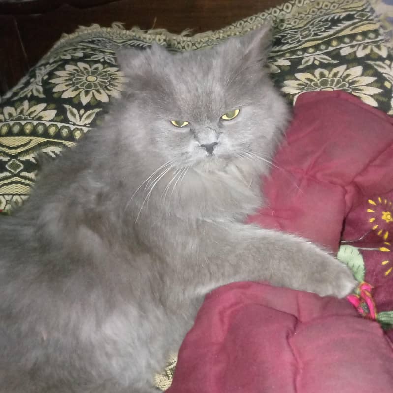 Double coded Persian cat 0