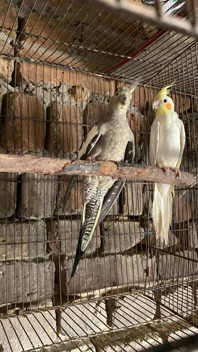 Coctails pair  for sale