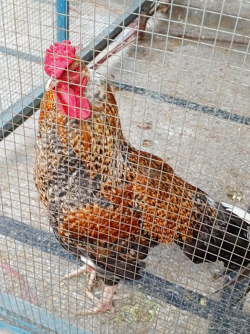 Aseel black Hen. Pure Desi Murghia