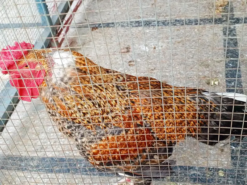 Aseel black Hen. Pure Desi Murghia — photo 6