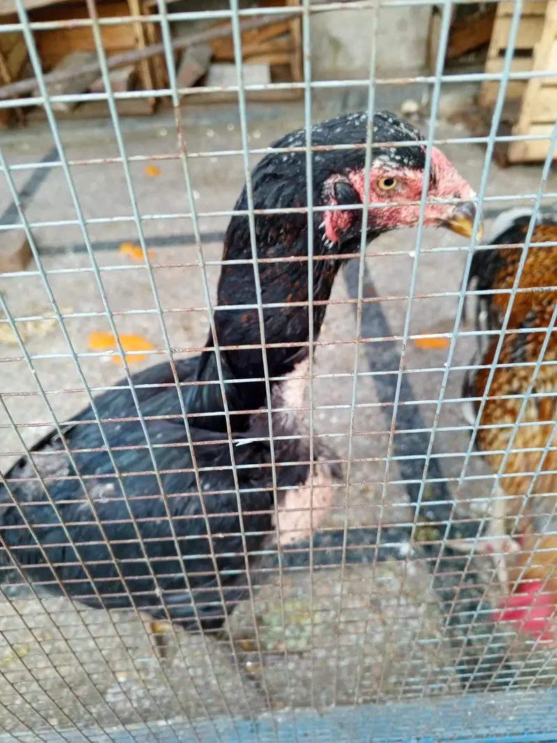 Aseel black Hen. Pure Desi Murghia — photo 7