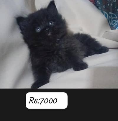 parsian kitten for sale