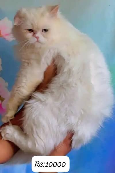 parsian kitten for sale