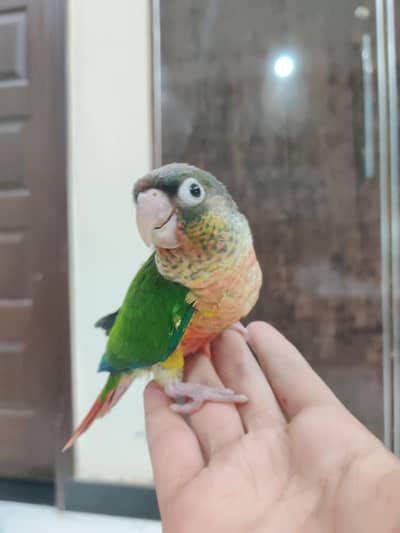MashallahExtreme redfactor pineapple,yellowside conure handtame chicks