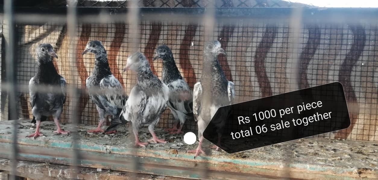 اصیل فار سیل 0