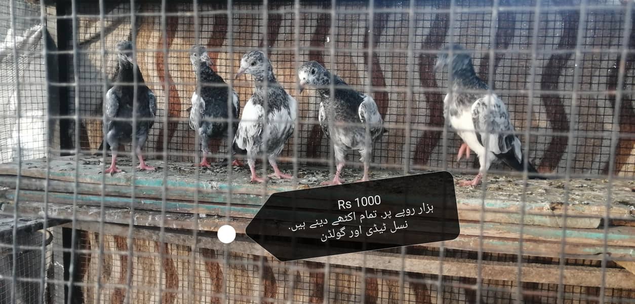 اصیل فار سیل 1