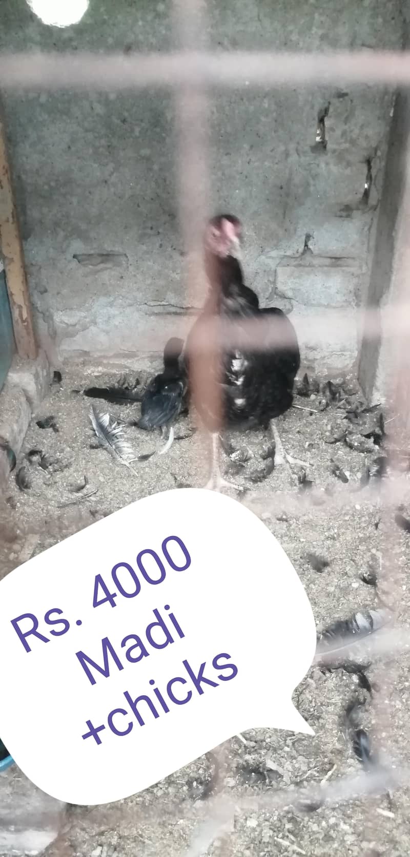 اصیل فار سیل 2