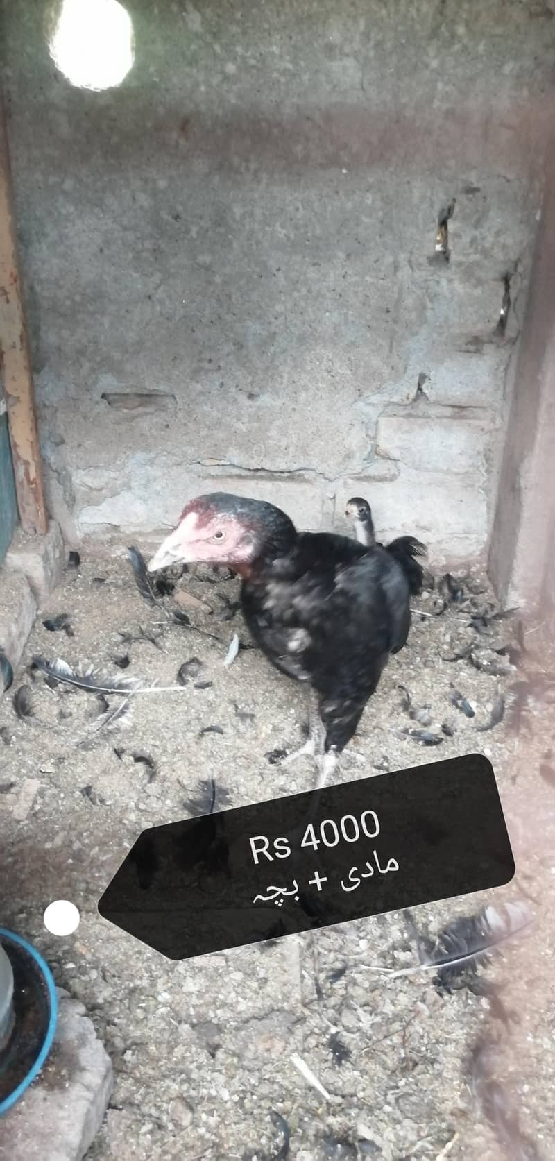 اصیل فار سیل 3