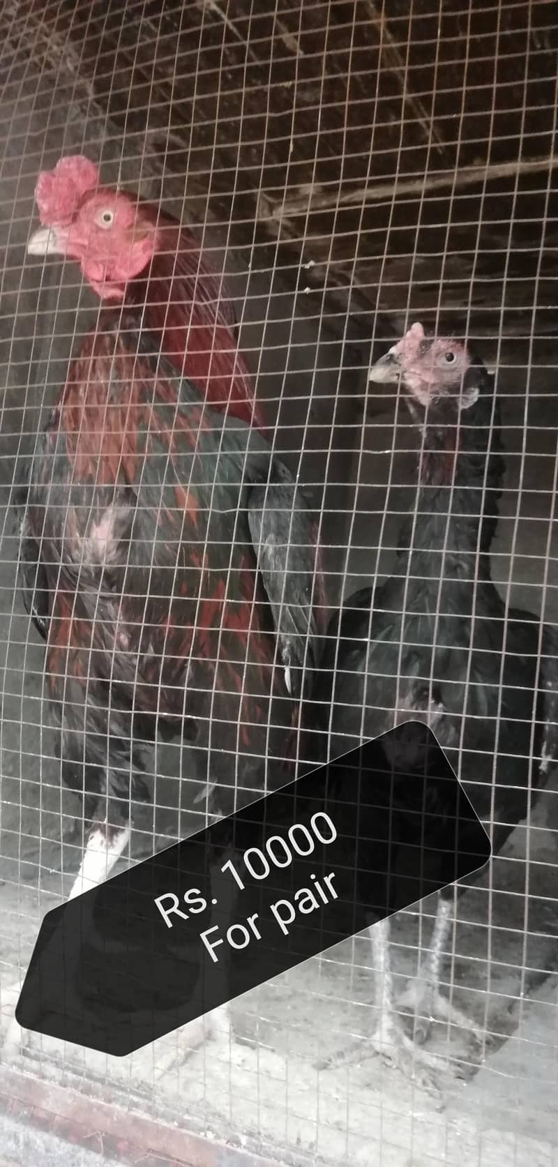 اصیل فار سیل 4