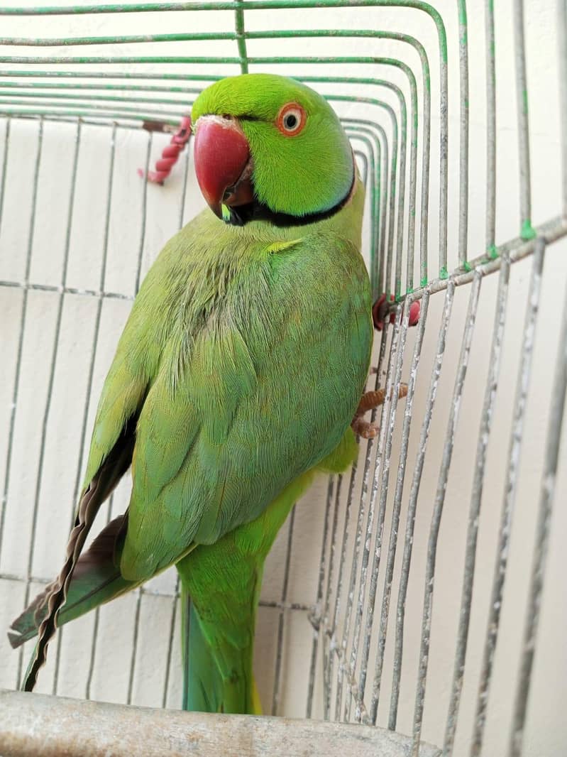 Ring neck 2