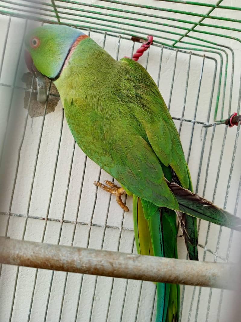Ring neck 3