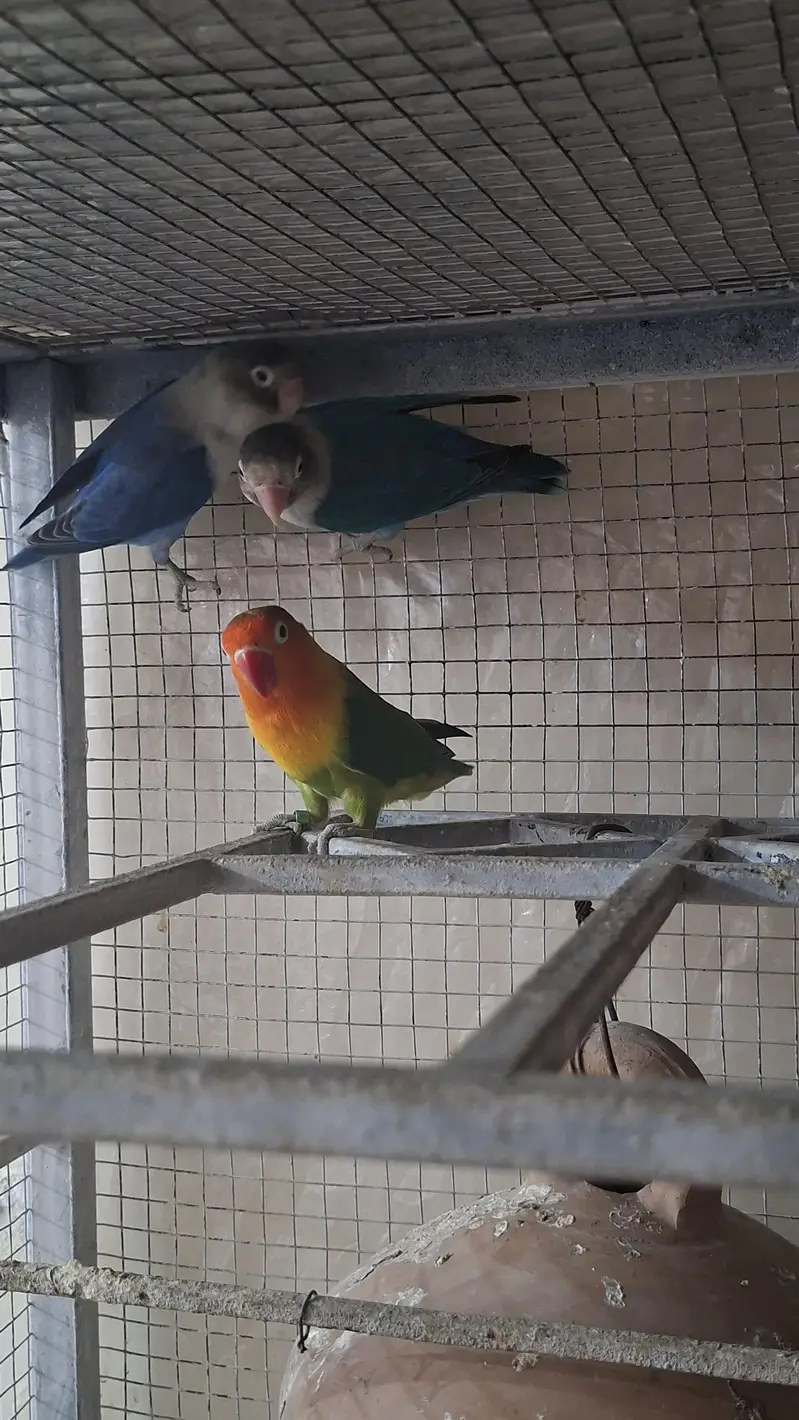 love birds