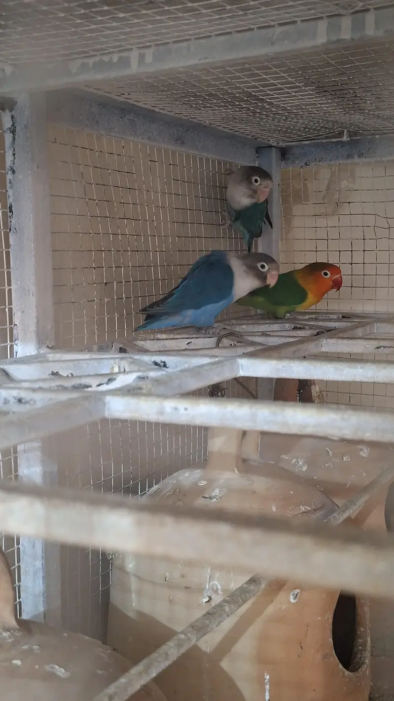 love birds — photo 2