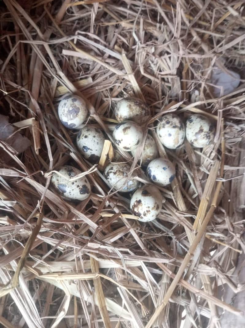 Bateer Eggs/Quail eggs 0