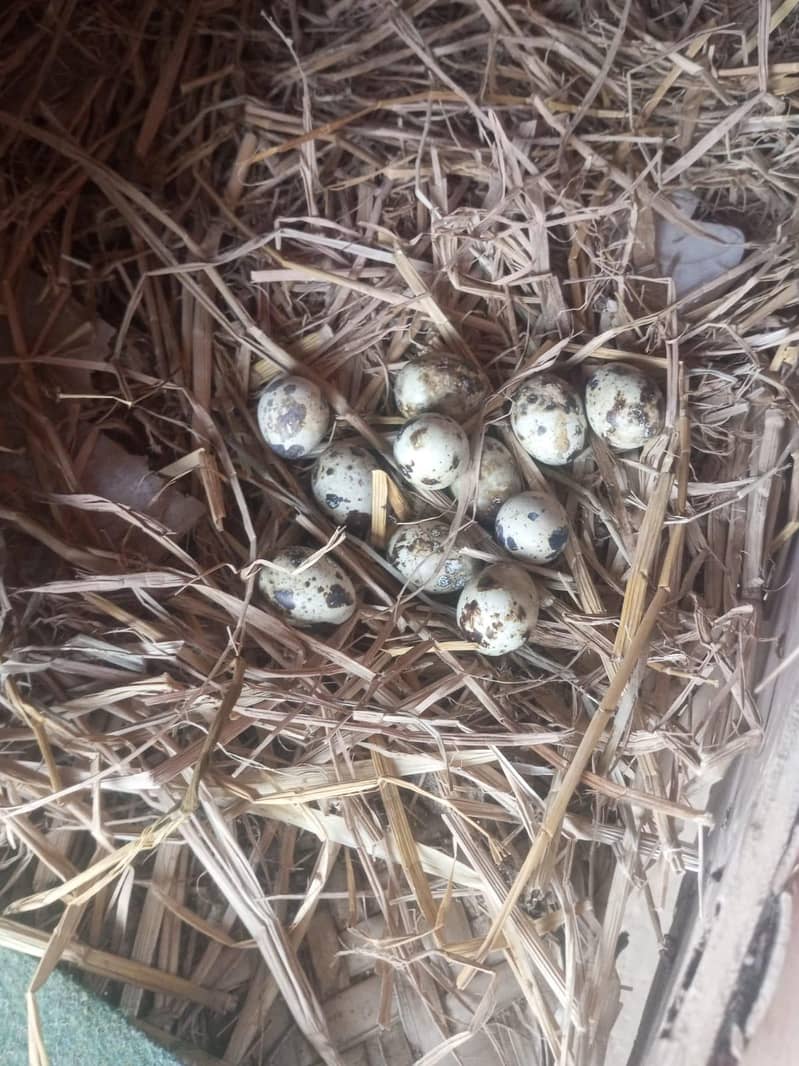 Bateer Eggs/Quail eggs 1