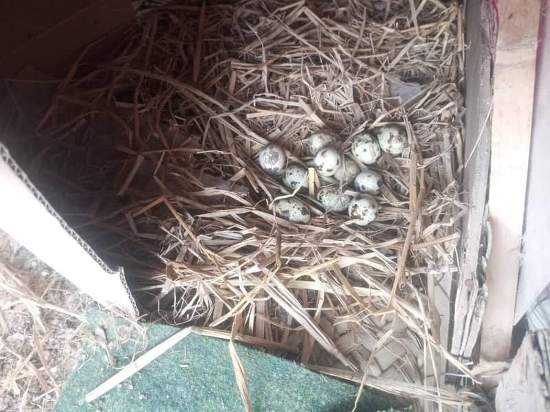 Bateer Eggs/Quail eggs 2