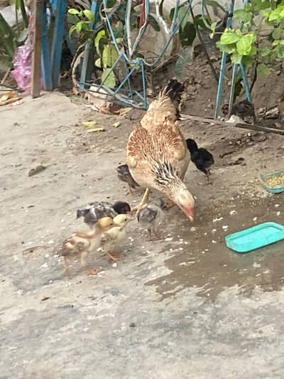 Aseel Murgi and Chicks