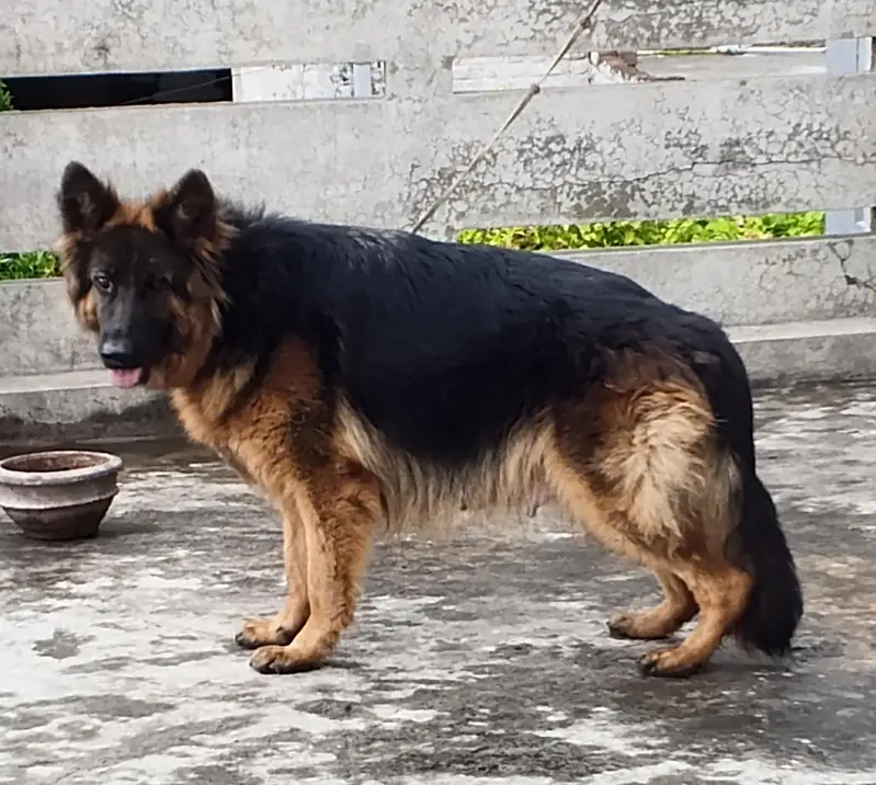 German shepherd Adult Breeder Female