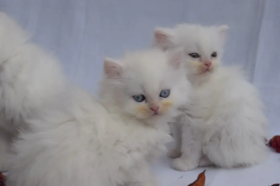 tripple coated persian kittens — photo 3