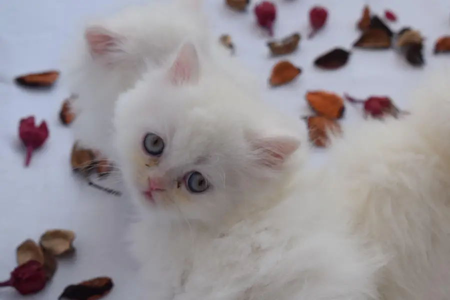 tripple coated persian kittens — photo 4