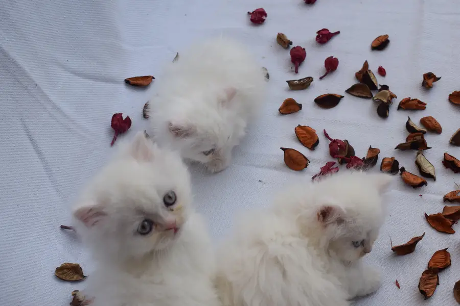 tripple coated persian kittens — photo 5