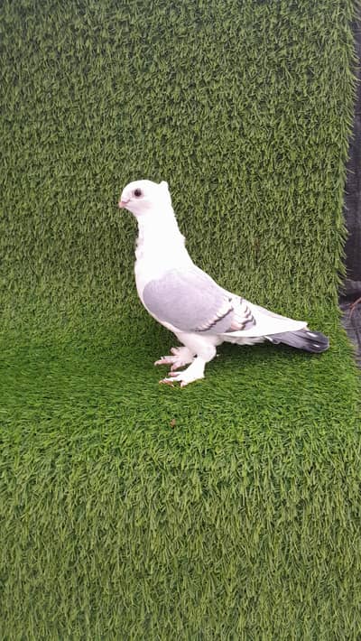 sentinet blue baar bredar pair