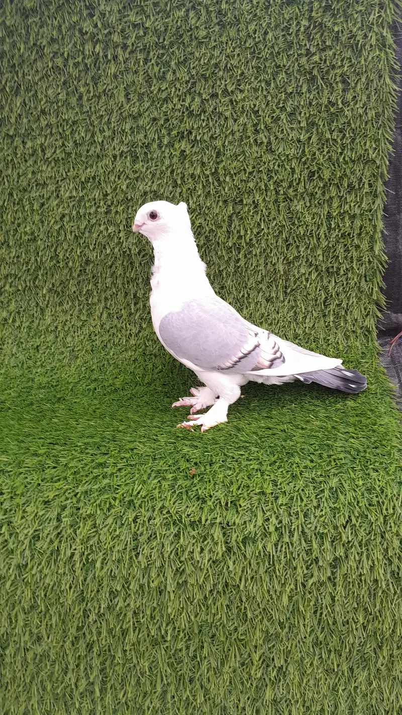sentinet blue baar bredar pair