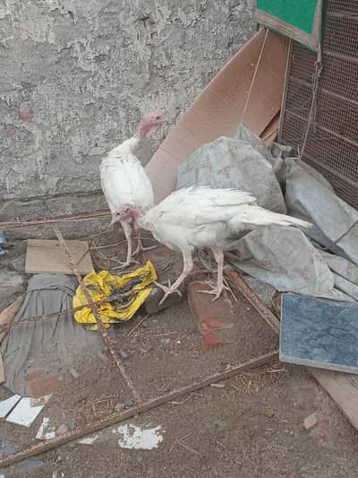 white turkey pair