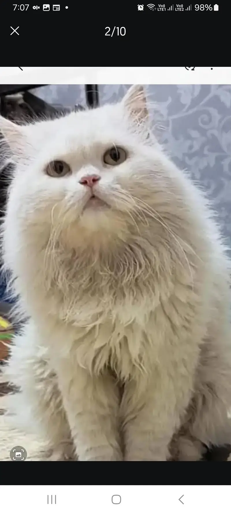 Persian male cat loving ,potty trained