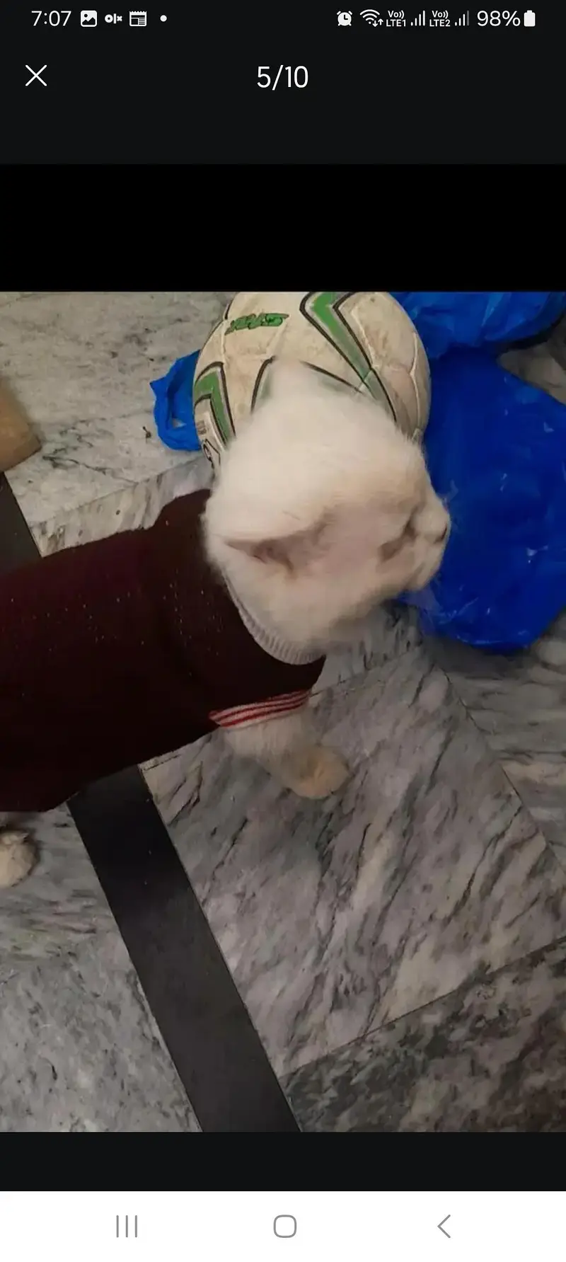 Persian male cat loving ,potty trained — photo 4