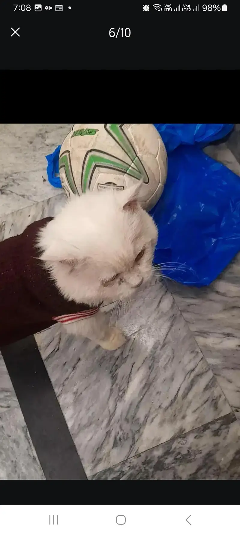 Persian male cat loving ,potty trained — photo 5