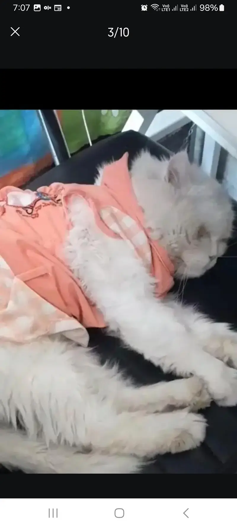 Persian male cat loving ,potty trained — photo 6
